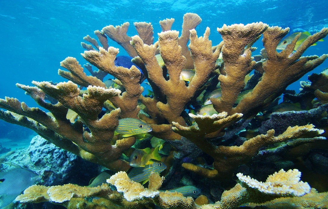 More Hope for Corals.