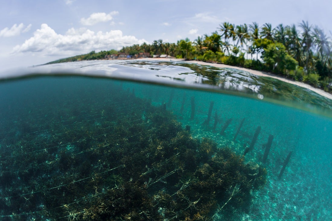 Seaweeds to the rescue, redux - Vimarsana News