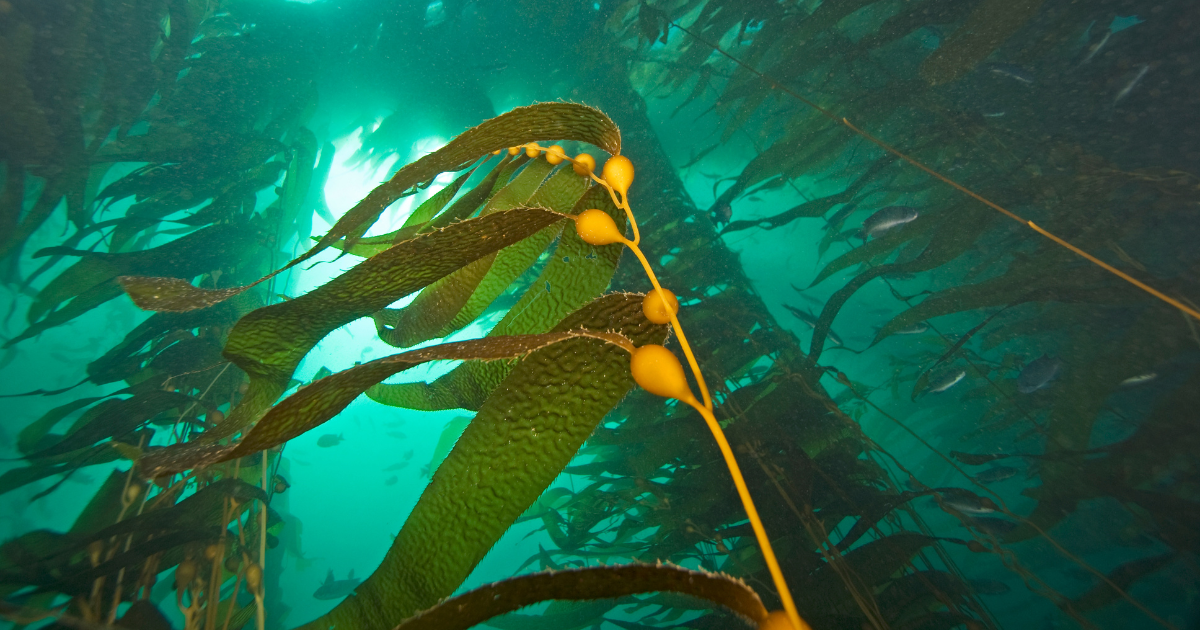 Kelp in the ocean
