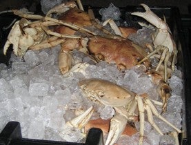 Golden crab from the South Atlantic on ice