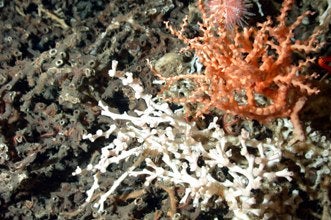 Deep water corals - South Atlantic U.S.; Photo by Dr. Steve Ross