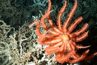 Deep water corals - South Atlantic; Photo by Dr. Steve Ross