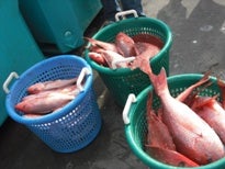 red snapper in buckets