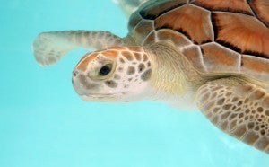 Loggerhead close up over aqua_2792097[1]_shutterstock_RF