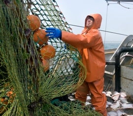 New Bedford Fisherman