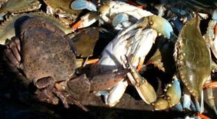 Stone crabs and blue crabs from the South Carolina Stono River.