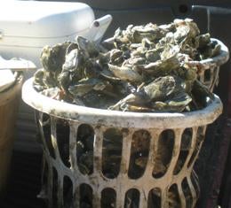Oyster shells in a large plastic white basket