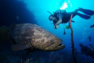 Dr. Doug Rader with a Goliath grouper in Cuba