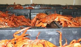 Red crabs in crates