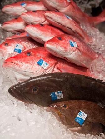Red snapper and grouper on ice, each with the small blue and white Gulf Wild tag attached to the gill.