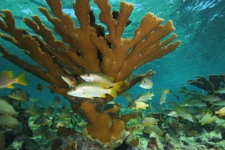 Underwater photo of elk horn coral and reef fish in the Gardens of the Queen marine park in Cuba.