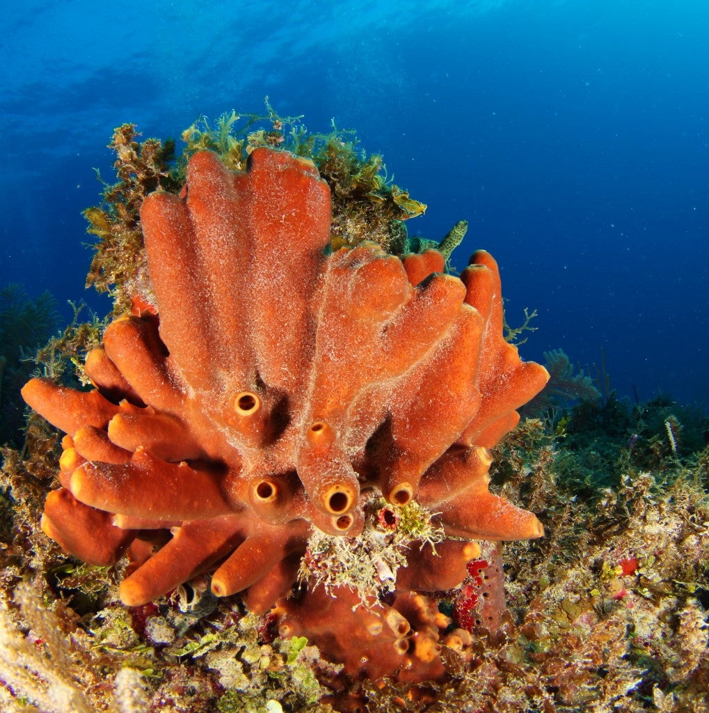 Healthy Coral in the Gardens of the Queen, Cuba. Photo: Noel Lopez Fernandez