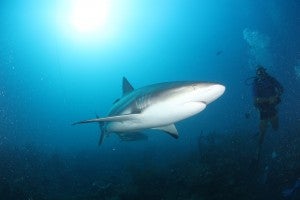 A Caribbean reef shark encountered off the coast of Cuba.