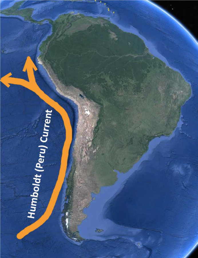 Перуанско-чилийский жёлоб. Перуанский желоб на карте. Чилийский желоб Южной Америки. Южная Америка перуанский желоб. Холодные течения южной америки