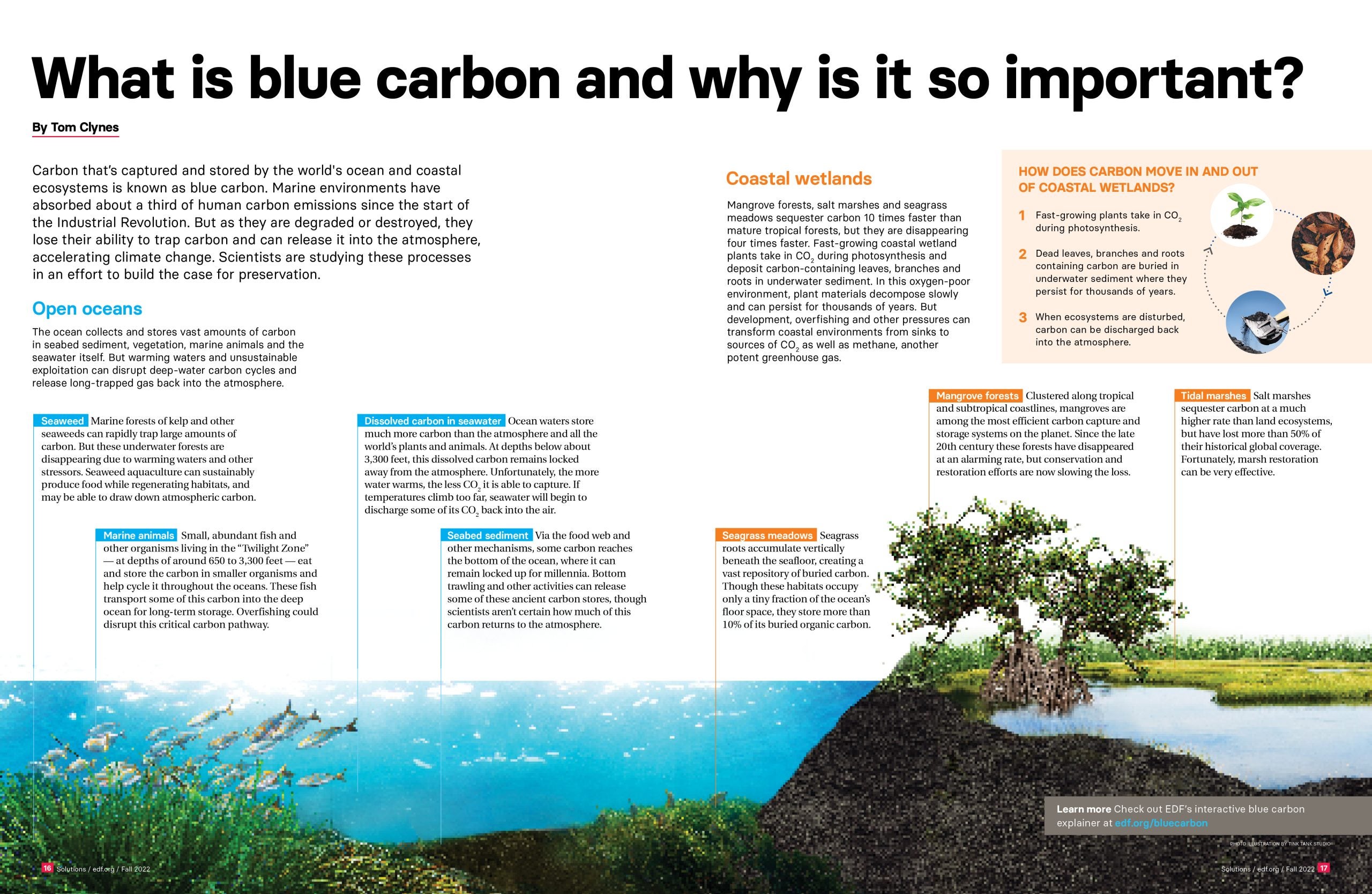 Blue carbon ecosystems: a natural solution for storing carbon and combating  climate change