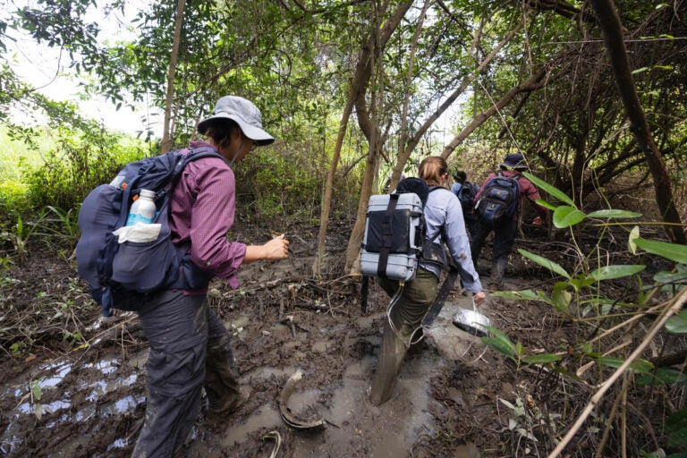 Ecuadorian community support of mangroves