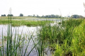 A treatment wetland built under the Iowa Conservation Reserve Enhancement Program. Photo from Iowa Department of Agriculture and Land Stewardship