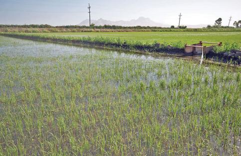 California rice field