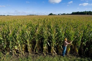corn farmer
