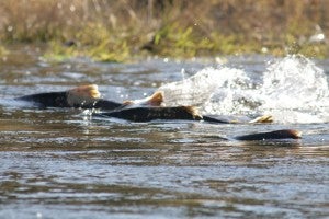 Chinook salmon in the Lower Tuolumne River in California's Central Valley