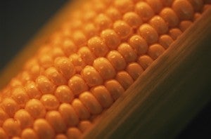 19160_Detail of Corn