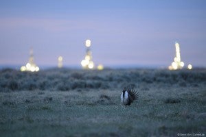 Greater sage-grouse and natural gas drilling rigs at dawn on the Pinedale Mesa in Sublette County, Wyoming. Photo credit: Gerrit Vyn Photography