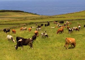 Cattle grazing