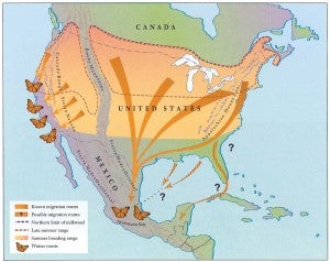 The eastern population of monarch butterflies overwinter in the forests of central Mexico, with the most prominent migration path following Interstate 35 from Amarillo Texas to Duluth Minnesota. (Credit: U.S. Fish and Wildlife Service)
