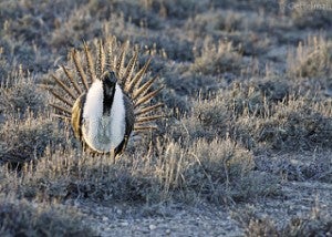 EDF has also work to build habitat exchanges for the greater sage-grouse, the golden-cheeked warbler and other at-risk wildlife. 