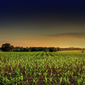 Corn fields