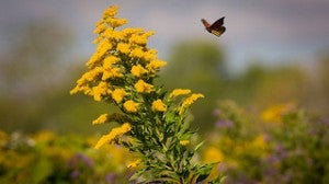 Monarch butterfly lands on a flower. The monarch butterfly could face extinction if conservation efforts cannot reverse habitat loss.