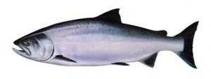 California's Chinook salmon are large fish that can grow up to 58 inches in length and weigh up to 129 pounds. But most salmon do not grow this large, especially in drought conditions where they lack sufficient habitat. (Credit: seafoodwatch.org)