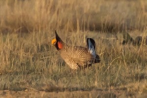 2015 marked the end of a five year drought, bringing much needed relief to the parched prairie region. But climate impacts such as drought and wildfires are only expected to increase in duration and frequency in the future, so one wet year is not going to be sufficient to protect lesser prairie-chickens in the long run. 