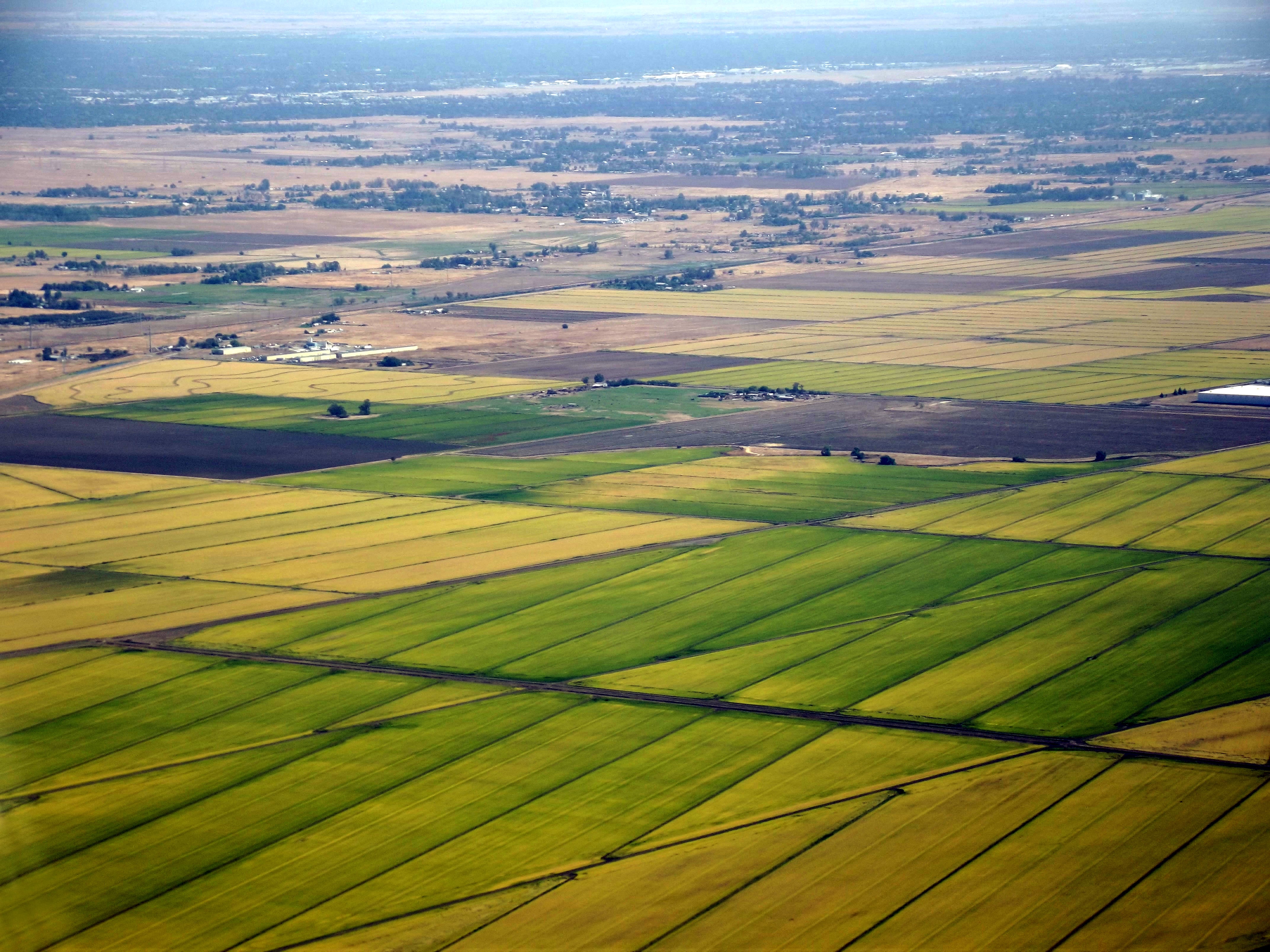Rice paddy fields just north of Sacramento, CA