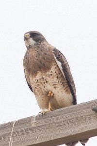 The Swainson's hawk was listed as a threatened species in California in 1983 due to loss of habitat and decreased numbers across the state.