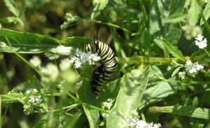 A monarch caterpillar eats antelope horn milkweed! growing at Shield Ranch.