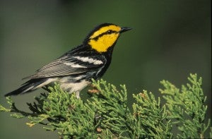 Twenty ranches are enrolled in the Fort Hood Recovery Credit System. By conserving more than 3,100 acres of golden-cheeked warbler habitat, they've generated credits that Fort Hood Army Base buys to offset its impacts. 