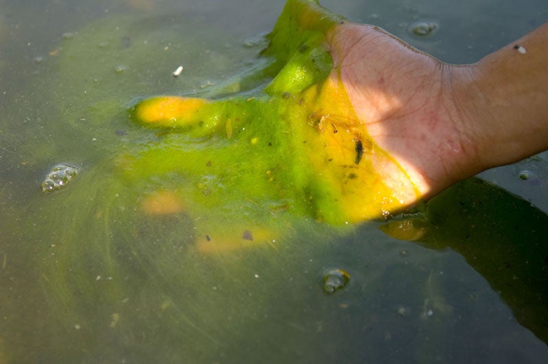 Toxic algae. Photo: Eric Vance, US EPA