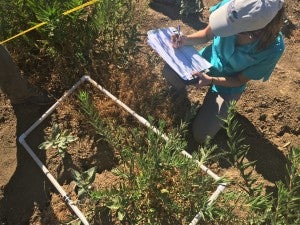 EDF experts assess the quality of milkweed habitat within a transect in a small garden. 