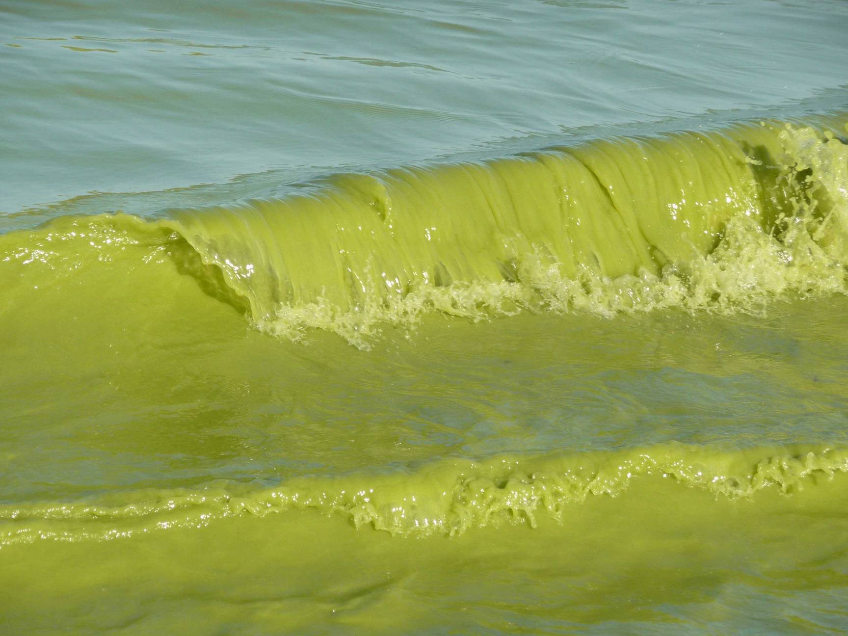 Toxic algae sludge