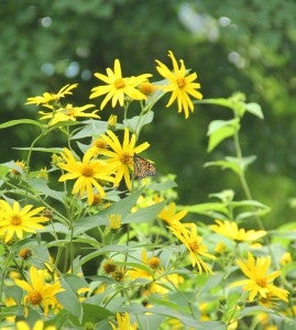 A monarch butterfly rests on a sunflower at the Duncanson family farm.