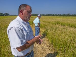 Arkansas rice farmers participating in agricultural carbon markets.