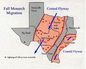 The monarch migration path through central Texas is often referred to as the "Texas Funnel." Source: Journey North
