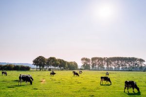 Cows cause high methane gas emissions