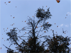 Models suggest that by 2090, there will be no suitable habitats for the oyamel firs within the Monarch Butterfly Biosphere Reserve – the only place where the forests are protected by the Mexican government.