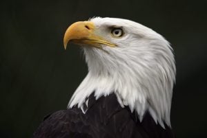 Wildlife conservation practices are helping protect our nation's treasured emblem: the bald eagle