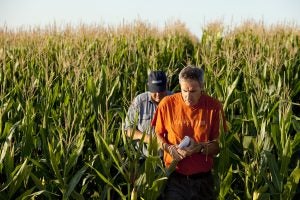 Corn farmers practice conservationist agriculture