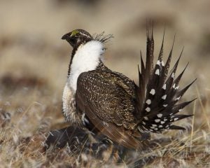 Wildlife conservation practices have spared the sage-grouse from being listed as an endangered species