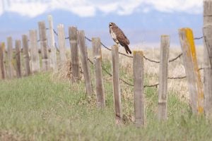 The Swainson's hawk will need to be protected from the effects of climate change 