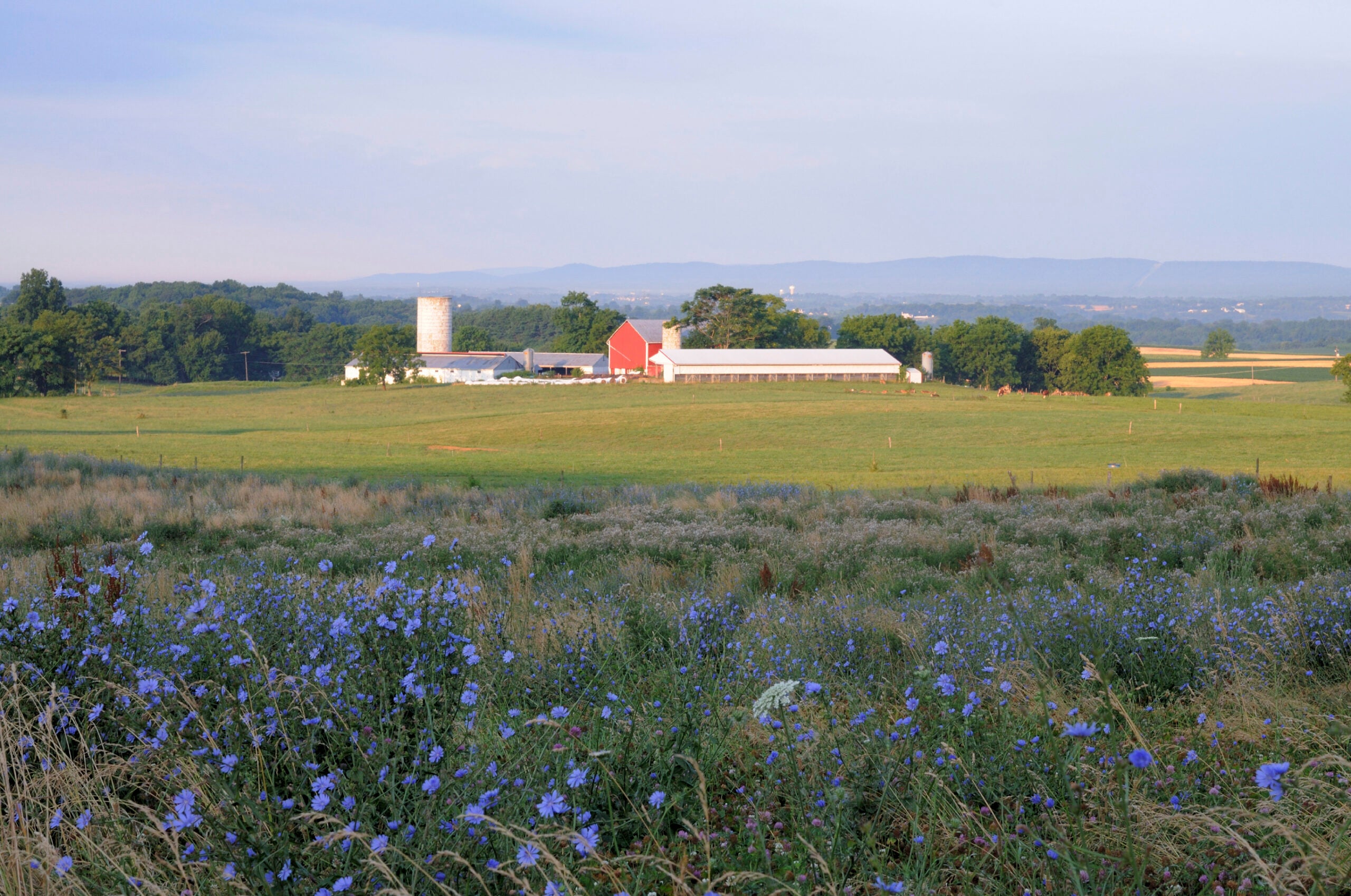 red barn in a large field with purple flowers